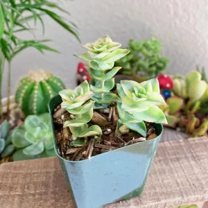 Crassula Perforata String of Buttons Live Succulent Plant – 2 Inch Pot – Indoor - Image 11