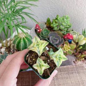 Crassula Perforata String of Buttons Live Succulent Plant – 2 Inch Pot – Indoor - Image 12