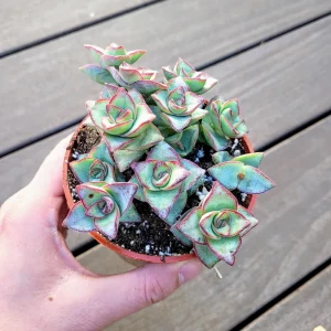 Crassula Perforata String of Buttons Live Succulent Plant - 4 inch Pot - Image 2