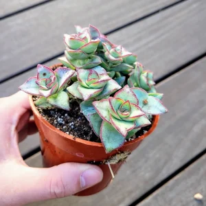 Crassula Perforata String of Buttons Live Succulent Plant - 4 inch Pot - Image 3