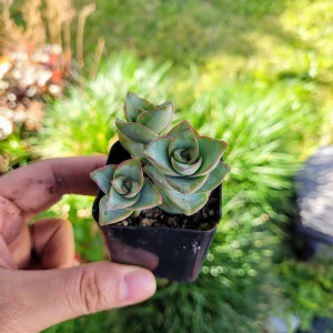 Crassula Perforata String of Buttons Live Succulent Plant - 4 inch Pot - Image 4
