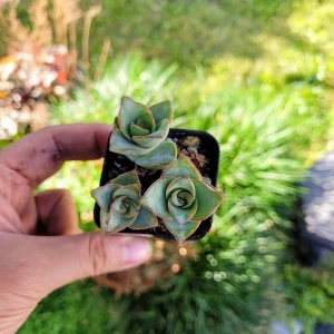 Crassula Perforata String of Buttons Live Succulent Plant - 4 inch Pot - Image 5