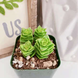 Crassula Perforata String of Buttons Live Succulent Plant – 2 Inch Pot – Indoor - Image 8