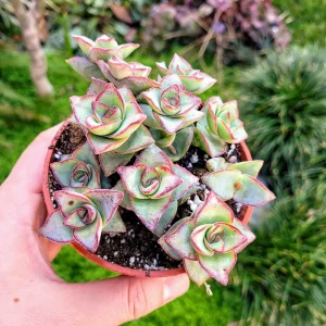 Crassula Perforata String of Buttons Live Succulent Plant - 4 inch Pot - Image 1