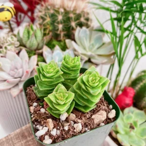 Crassula Perforata String of Buttons Live Succulent Plant – 2 Inch Pot – Indoor - Image 9