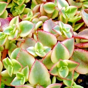 Crassula Perforata Variegated String of Buttons Succulent – 2 Live 1" Plants – Indoor/Outdoor - Image 1