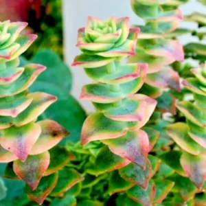 Crassula Perforata Variegated String of Buttons Succulent – 2 Live 1