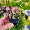 Crassula Platyphylla Variegated Live Plant – Paddle Plant – 2 inch Pot – Indoor/Outdoor Succulent - Image 1