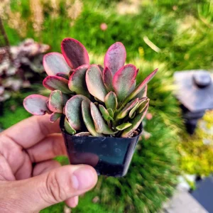 Crassula Platyphylla Variegated Live Plant – Paddle Plant – 2 inch Pot – Indoor/Outdoor Succulent - Image 1