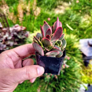 Crassula Platyphylla Variegated Live Plant – Paddle Plant – 2 inch Pot – Indoor/Outdoor Succulent - Image 7