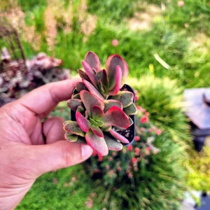 Crassula Platyphylla Variegated Live Plant – Paddle Plant – 2 inch Pot – Indoor/Outdoor Succulent - Image 8