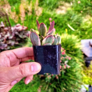 Crassula Platyphylla Variegated Live Plant – Paddle Plant – 2 inch Pot – Indoor/Outdoor Succulent - Image 9