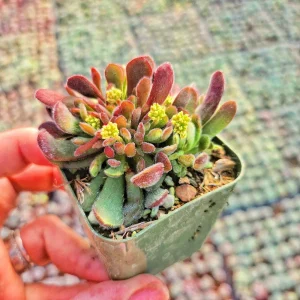 Crassula Radicans Live Succulent Plant - 2 inch Pot - Indoor - Image 2