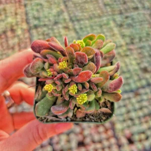 Crassula Radicans Live Succulent Plant - 2 inch Pot - Indoor - Image 3