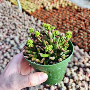 Crassula Radicans Live Succulent Plant - 2 inch Pot - Indoor - Image 4