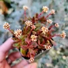 Crassula Radicans Live Succulent Plant - 2 inch Pot - Indoor - Image 1