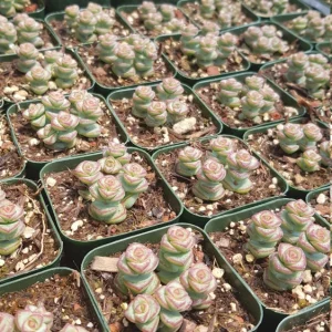 Crassula Rupestris Baby Necklace Live Plant - 2-4 Inch Pot Succulent - Image 11