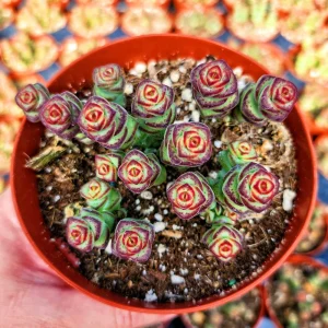 Crassula Rupestris Baby Necklace Live Plant - 2-4 Inch Pot Succulent - Image 7