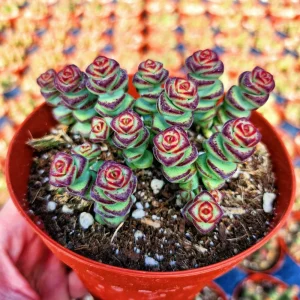 Crassula Rupestris Baby Necklace Live Plant - 2-4 Inch Pot Succulent - Image 1