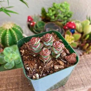 Crassula Rupestris Baby Necklace Succulent Live Plant – 2 Inch Potted - Image 7
