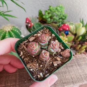 Crassula Rupestris Baby Necklace Succulent Live Plant – 2 Inch Potted - Image 1