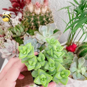 Crassula Rupestris Live Plant – Kebab Bush Succulent – 2-inch Potted – Indoor/Outdoor - Image 2