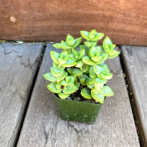 Crassula Rupestris Live Plant – Kebab Bush Succulent – 2-inch Potted – Indoor/Outdoor - Image 3