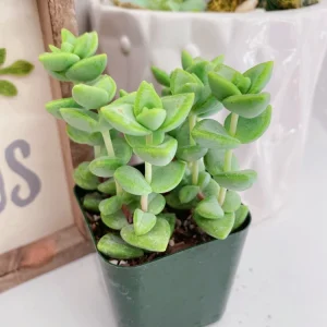 Crassula Rupestris Live Plant – Kebab Bush Succulent – 2-inch Potted – Indoor/Outdoor - Image 4