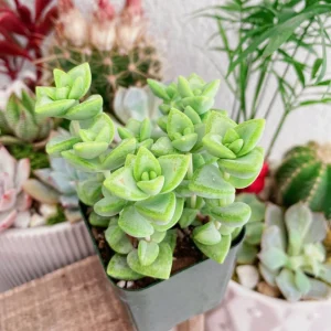 Crassula Rupestris Live Plant – Kebab Bush Succulent – 2-inch Potted – Indoor/Outdoor - Image 5