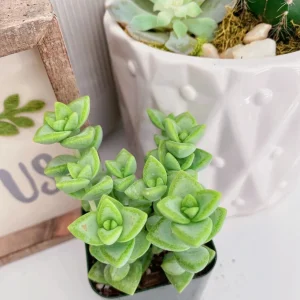 Crassula Rupestris Live Plant – Kebab Bush Succulent – 2-inch Potted – Indoor/Outdoor - Image 6