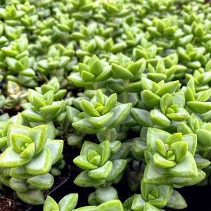 Crassula Rupestris Live Plant – Kebab Bush Succulent – 2-inch Potted – Indoor/Outdoor - Image 7
