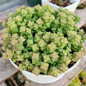 Crassula Rupestris Live Plant – Kebab Bush Succulent – 2-inch Potted – Indoor/Outdoor - Image 1