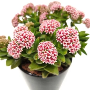 Crassula Rupestris 'Springtime' Live Plant – 2 Inch Potted Succulent – Indoor/Outdoor - Image 1