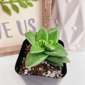 Crassula Rupestris Springtime Live Plant – Succulent – 2 Inch Pot – Indoor - Image 2