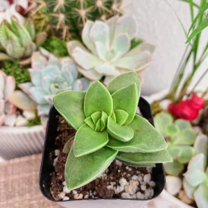 Crassula Rupestris Springtime Live Plant – Succulent – 2 Inch Pot – Indoor - Image 3