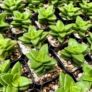 Crassula Rupestris Springtime Live Plant – Succulent – 2 Inch Pot – Indoor - Image 4