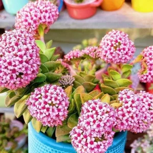 Crassula Rupestris Springtime Live Plant – Succulent – 2 Inch Pot – Indoor - Image 1
