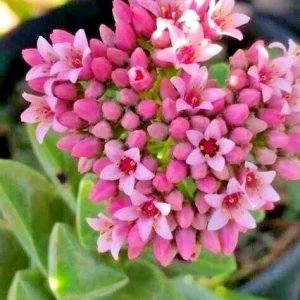 Crassula Springtime 'Bride's Bouquet' Succulent - Live Rooted Plant - Indoor/Outdoor - Image 3