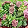 Crassula Springtime 'Bride's Bouquet' Succulent - Live Rooted Plant - Indoor/Outdoor - Image 1