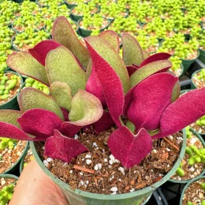 Crassula Streyi Pondo Cliff Live Plant - 4 inch Pot Succulent for Indoors - Image 2