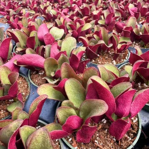 Crassula Streyi Pondo Cliff Live Plant - 4 inch Pot Succulent for Indoors - Image 3