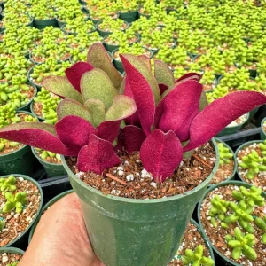 Crassula Streyi Pondo Cliff Live Plant - 4 inch Pot Succulent for Indoors - Image 1