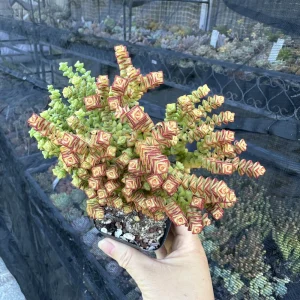Crassula Tom Thumb Live Plant - Miniature Succulent for Indoors - Image 2