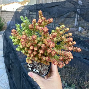 Crassula Tom Thumb Live Plant - Miniature Succulent for Indoors - Image 3