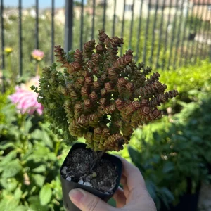 Crassula Tom Thumb Live Plant - Miniature Succulent for Indoors - Image 4