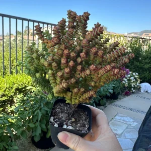 Crassula Tom Thumb Live Plant - Miniature Succulent for Indoors - Image 5