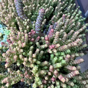 Crassula Tom Thumb Live Plant - Miniature Succulent for Indoors - Image 6