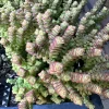Crassula Tom Thumb Live Plant - Miniature Succulent for Indoors - Image 1