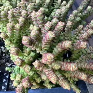 Crassula Tom Thumb Live Plant - Miniature Succulent for Indoors - Image 1
