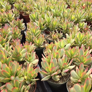 Crassula 'Variegated Money Maker' Live Succulent Plant – 2 or 4 inch Pot – Indoor/Outdoor - Image 2